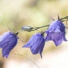 カンパニュラの花言葉|花の種類や季節は?別名はフウリンソウ? カンパニュラ