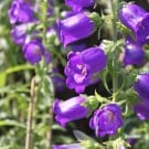 【カンパニュラの育て方】種や苗の植え付け時期と方法は? カンパニュラ