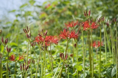 彼岸花 畑 ヒガンバナ