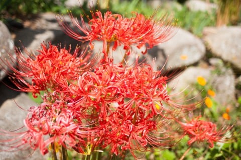 彼岸花 花 ヒガンバナ