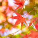 【モミジ(楓)の育て方】苗植えの時期と方法は?盆栽は? カエデ