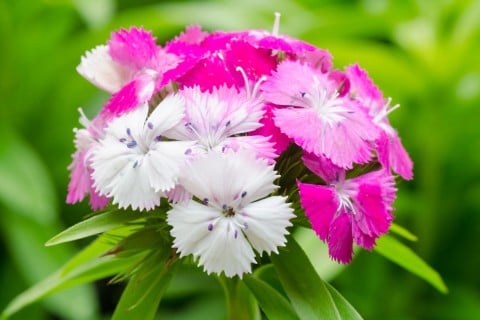 撫子 花 アップ