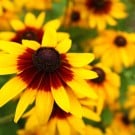 ルドベキアの花言葉と育て方|花の種類、種まきの時期と方法は? ルドベキア