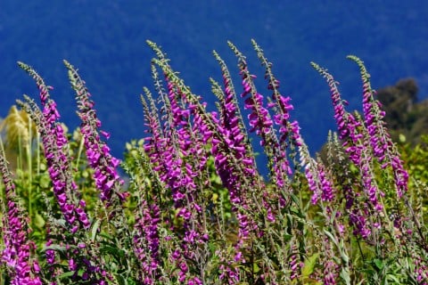 ジギタリス 紫 花 庭 地植え 空