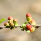 摘蕾・摘花・摘果とは?作業の時期と方法は?