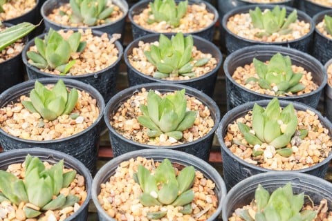 ハオルチア 植え付け 多肉 植物 多肉植物