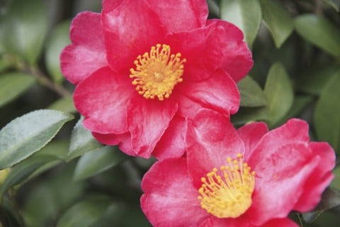山茶花 花 2輪