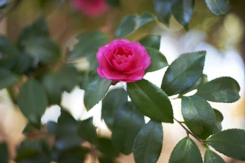 山茶花 庭