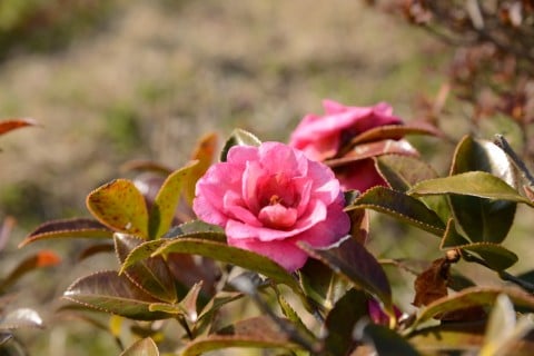 山茶花 一輪 サザンカ