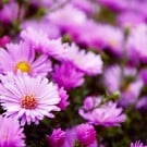 アスター(エゾギク)の花言葉|花の種類や季節、意味は? アスター