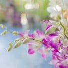 デンドロビウムの花言葉|花の種類や品種、名前の意味は? デンドロビウム