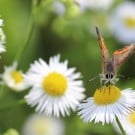 ハルジオン(春紫菀)の花言葉|花が咲く時期や見頃の季節、和名は? ハルジオン