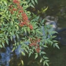 南天の育て方!鉢植えの植え替えや剪定、挿し木の時期や方法は? ナンテン