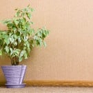月桂樹(ローリエ)の育て方!剪定や挿し木、鉢植えの時期や方法は? ゲッケイジュ