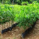 ゴムの木(フィカス)の育て方|挿し木や取り木、剪定や植え替えの時期と方法は? ゴムノキ