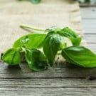 バジルの葉の収穫の時期と方法は?摘芯や保存期間は? バジル