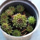 センペルビウムの育て方!増やし方や植え替えの方法!花の種類は? センペルビウム