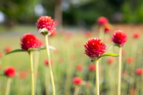 千日紅 種類