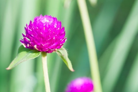 千日紅 花 紫 アップ