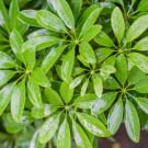 カポック(シェフレラ)の育て方|剪定や植え替え、挿し木の方法は? カポック