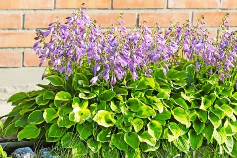 ギボウシ 花壇 育て方 ホスタ