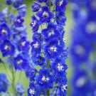 デルフィニウム(デルフィニューム)とは?種まきや苗植えなど育て方は? デルフィニウム