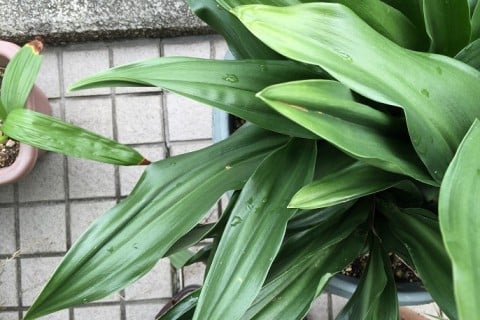 万年青 葉 アップ