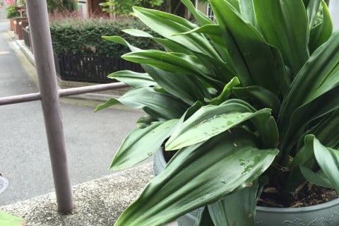 万年青 育て方