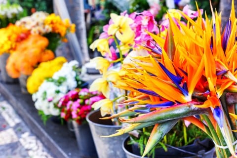 Strelitzia reginae ストレリチア 花束 寄せ植え