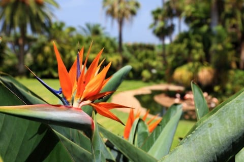 Strelitzia reginae ストレリチア 夏