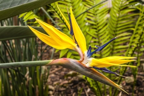 Strelitzia reginae ストレリチア 黄色