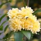 モッコウバラ(木香薔薇)の育て方と花言葉|挿し木や鉢植えの方法は? モッコウバラ