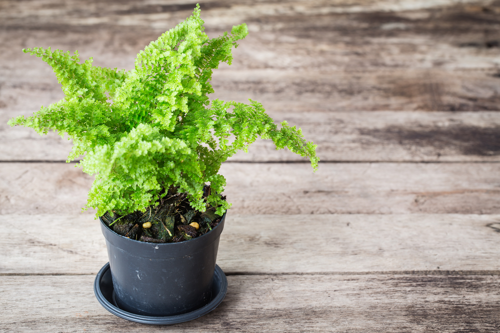 観葉植物アジアンタムの画像