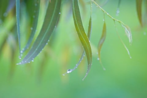 ユーカリ 水