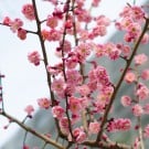 【梅の木まとめ図鑑】色別の花言葉や種類、見頃の季節は?実の毒性や収穫時期は? ウメ