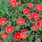【ポーチュラカ(ハナスベリヒユ)の花言葉】種類、品種、開花時期は? ポーチュラカ