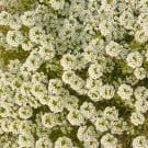 スイートアリッサムの花言葉|花の種類や見頃の季節は? スイートアリッサム