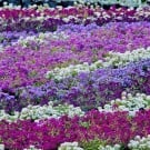紫色の春の花12選!花言葉や名前の図鑑