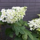 アナベルの花言葉!ピンクの種類やドライフラワーの作り方は? アジサイ