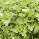 シソ(紫蘇)の栄養・効能|大葉との違いは?長持ちする保存方法とは? シソ 紫蘇