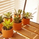 【多肉植物の育て方】水やり、肥料など手入れのコツや病気への対策は?