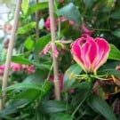 グロリオサの花言葉と育て方!品種や球根からの栽培方法は? グロリオサ