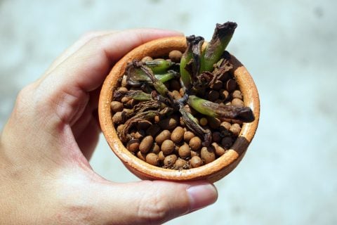 多肉植物 サボテン 枯れる