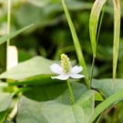 ドクダミの効能や副作用は?花言葉は?育て方と駆除の方法は? ドクダミ