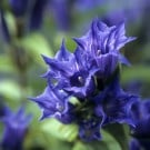 リンドウ(竜胆)の育て方|種まきや苗植えの栽培、植え替えの方法は? リンドウ
