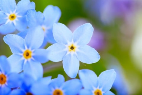 ワスレナグサ 勿忘草 花 青