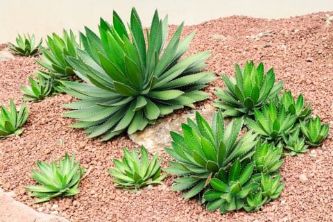 アガベ 多肉 植物 多肉植物