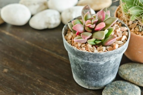 エケベリア 多肉 植物 鉢