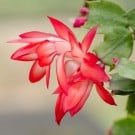 シャコバサボテンの育て方|水やりや肥料のあげ方、植え替えの方法 シャコバサボテン