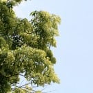 シマトネリコの花言葉|花の色や種類、季節は?名前の意味は? シマトネリコ